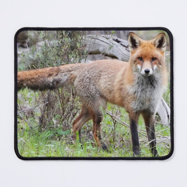 Item preview, Wild Fox designed and sold by Robbie Alexander.