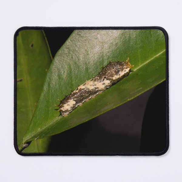 Item preview, Butterfly Caterpillar - Larval Stage designed and sold by ROSE ANN BANILAR.