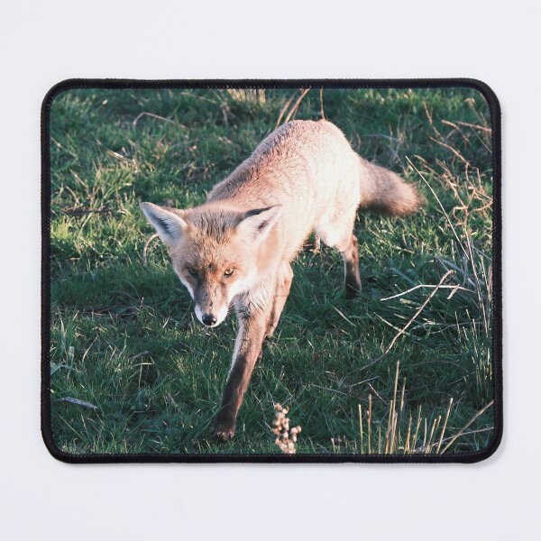 Item preview, Wild Fox On The Prowl designed and sold by Robbie Alexander.