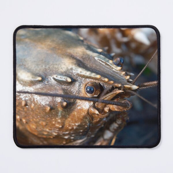 Item preview, Murray Crayfish designed and sold by Robbie Alexander.