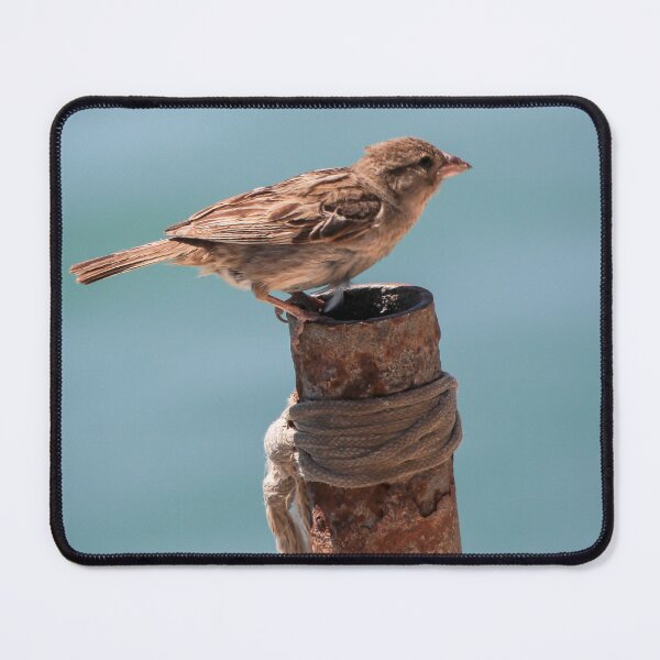 Item preview, Sparrow Perched on Rusted Post by Calm Ocean With Weathered Rope and Coastal Background designed and sold by Nmallia.