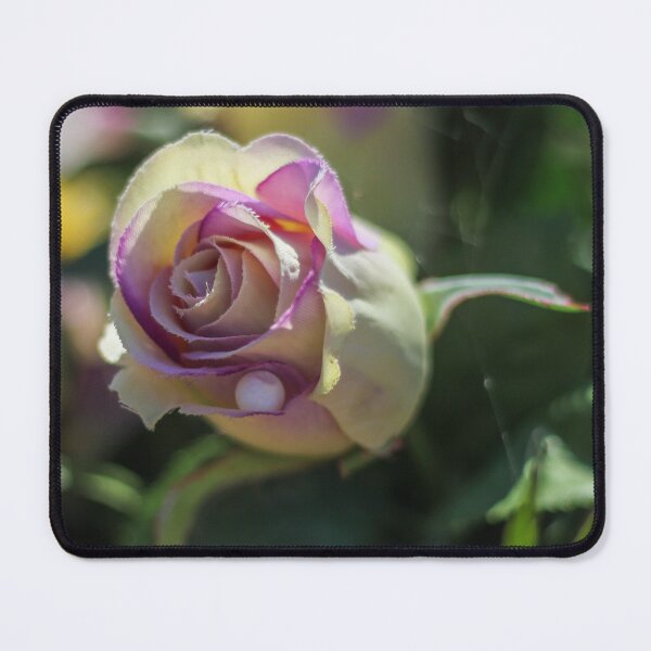 Item preview, Close-Up Purple and Cream Rose Blossom With Dew Drop, Soft Bokeh Garden Mood designed and sold by Nmallia.