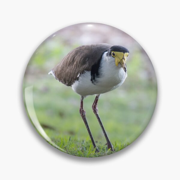 Item preview, Masked Lapwing designed and sold by stephendean.