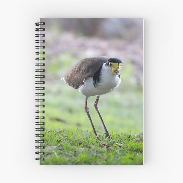 Item preview, Masked Lapwing designed and sold by stephendean.