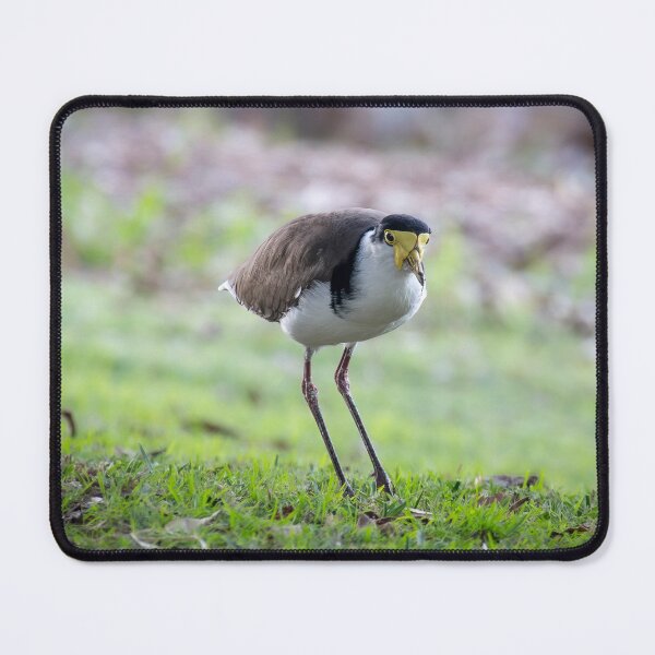 Item preview, Masked Lapwing designed and sold by stephendean.