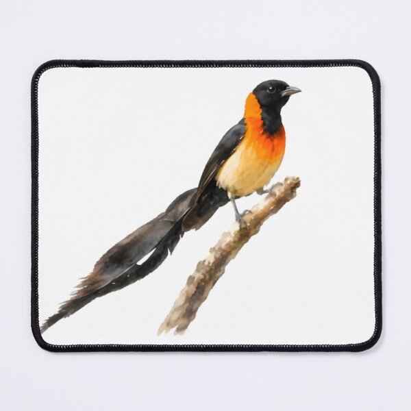 Item preview, Sahel Paradise-Whydah designed and sold by HOMETOWN86.