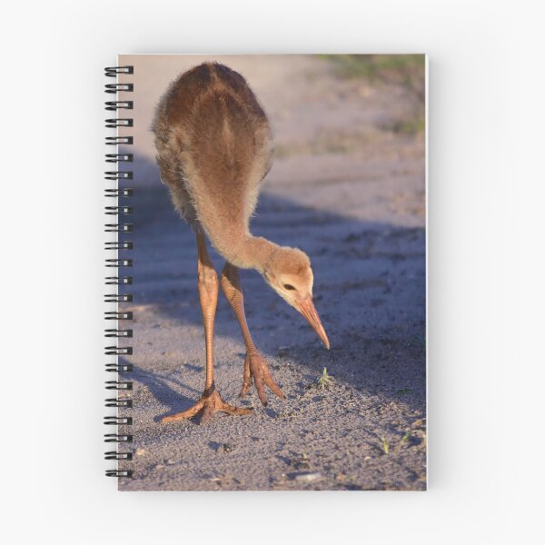 Item preview, Young Bird on Sandy Path designed and sold by MercerImages.