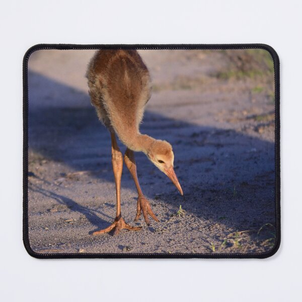 Item preview, Young Bird on Sandy Path designed and sold by MercerImages.