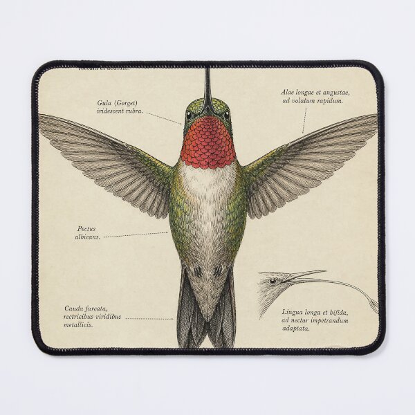 Item preview, Aureate Hummingbird — Naturalist Ink Illustration designed and sold by Jandedan.
