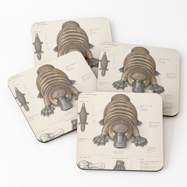 Item preview, Platypus Study — Naturalist Platypus Ink Illustration designed and sold by Jandedan.