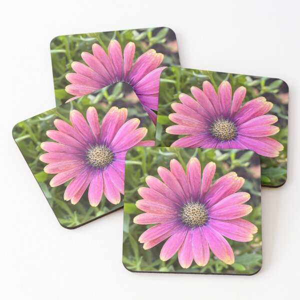 Item preview, Pink Sun African Daisy Floral Photography Print designed and sold by Be Captured by Brittany Emma.