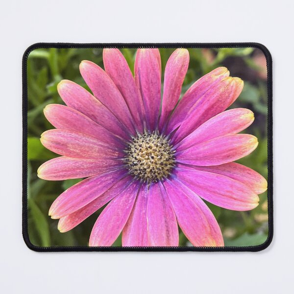 Item preview, Pink Sun African Daisy Floral Photography Print designed and sold by Be Captured by Brittany Emma.