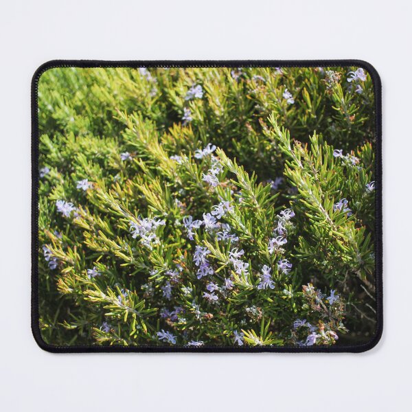 Artikelvorschau, Frischer Rosmarinstrauch mit kleinen violetten Blüten im sonnigen Garten (Nahaufnahme) entworfen und verkauft von Nmallia.