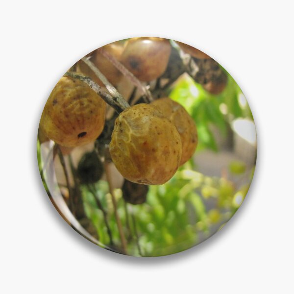 Item preview, Closeup Of Yellow Dried Fruit Clusters Hanging From Tree Branches In Sunlit Garden designed and sold by Nmallia.