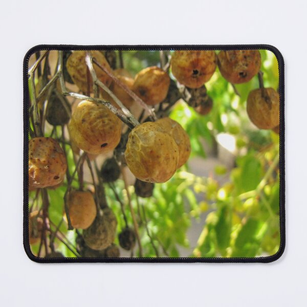 Item preview, Closeup Of Yellow Dried Fruit Clusters Hanging From Tree Branches In Sunlit Garden designed and sold by Nmallia.