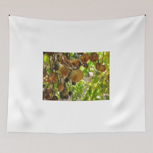 Item preview, Closeup Of Yellow Dried Fruit Clusters Hanging From Tree Branches In Sunlit Garden designed and sold by Nmallia.