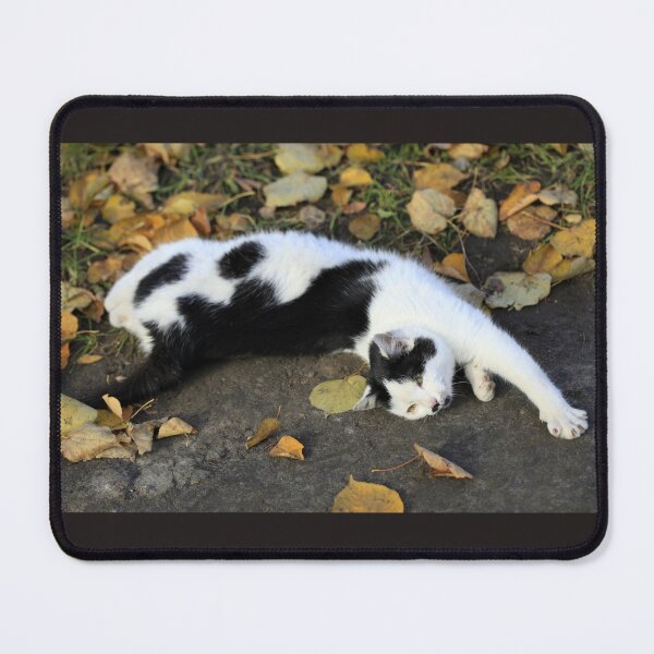 Item preview, Street cat lying on ground designed and sold by olena2552.