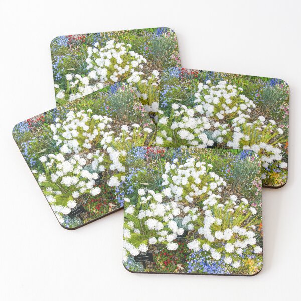 Item preview, Kings Park, WA, Wildflowers - Perth, Western Australia | Vibrant Australian Botanical Floral Art designed and sold by Ross.A.Campbell.
