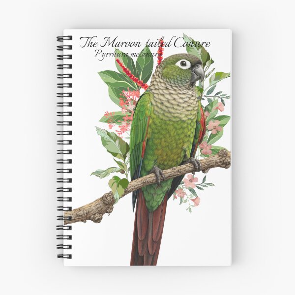 Artikelvorschau, Der Rotschwanzsittich – Wissenschaftliche Illustration – Design entworfen und verkauft von AvianDesign.