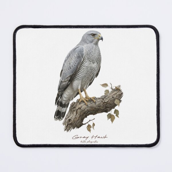Item preview, Gray Hawk on Branch designed and sold by Takeda-art.