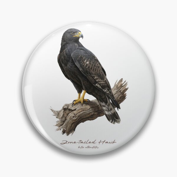Item preview, Zone-tailed Hawk on Branch designed and sold by Takeda-art.