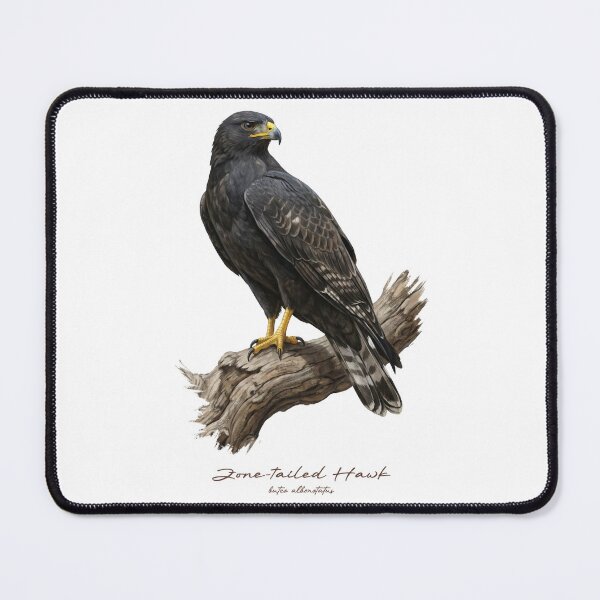 Item preview, Zone-tailed Hawk on Branch designed and sold by Takeda-art.