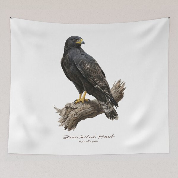 Item preview, Zone-tailed Hawk on Branch designed and sold by Takeda-art.