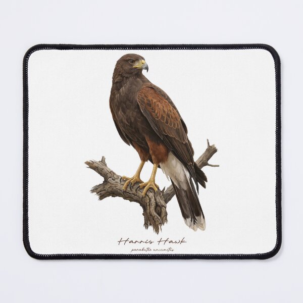 Item preview, Harris Hawk on Branch designed and sold by Takeda-art.