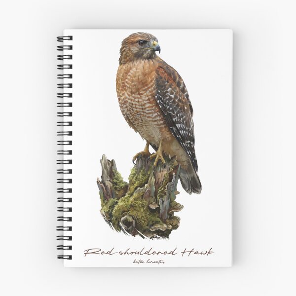 Item preview, Red-shouldered Hawk on Mossy Stump designed and sold by Takeda-art.