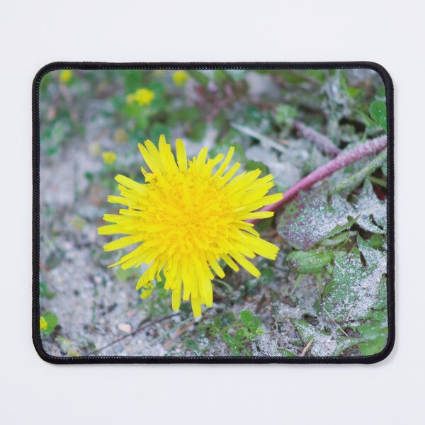 Item preview, Yellow Dandelion in Bloom designed and sold by Cynthia48.