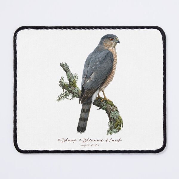 Item preview, Sharp Shinned Hawk on Rustic Mossy Branch designed and sold by Takeda-art.
