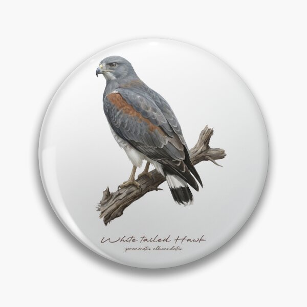 Item preview, White tailed Hawk on Branch designed and sold by Takeda-art.