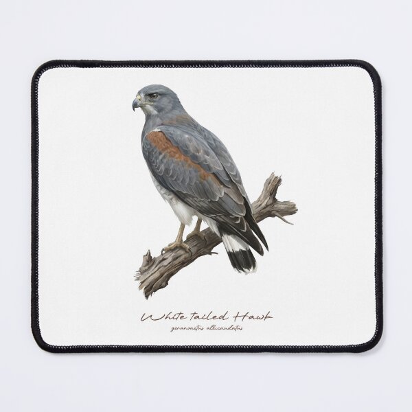 Item preview, White tailed Hawk on Branch designed and sold by Takeda-art.