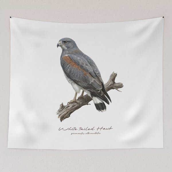 Item preview, White tailed Hawk on Branch designed and sold by Takeda-art.