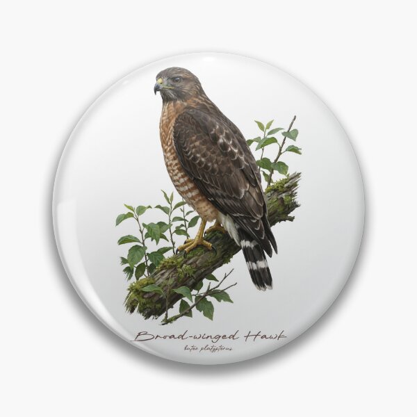 Item preview, Broad-winged Hawk on Leafy Branch designed and sold by Takeda-art.