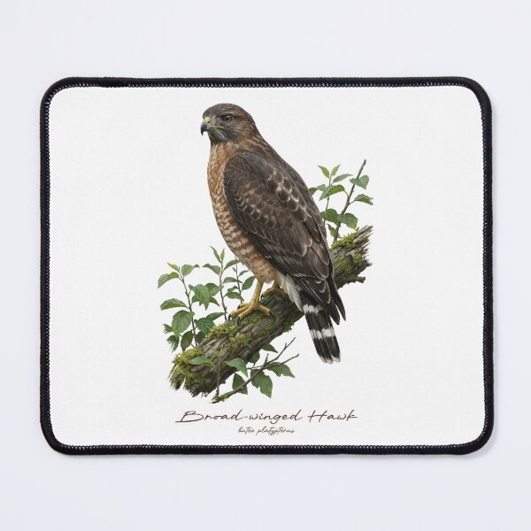 Item preview, Broad-winged Hawk on Leafy Branch designed and sold by Takeda-art.