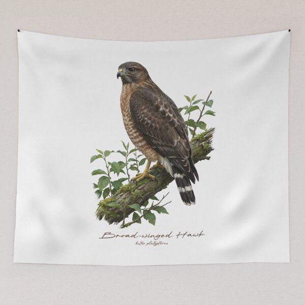 Item preview, Broad-winged Hawk on Leafy Branch designed and sold by Takeda-art.