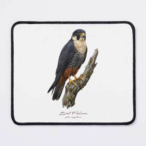 Item preview, Bat Falcon on Mossy Branch designed and sold by Takeda-art.