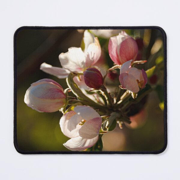 Item preview, Apple tree in bloom designed and sold by likiska.