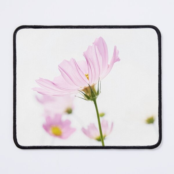 Item preview, Pink cosmos flower on white background designed and sold by TanalyFlowers.