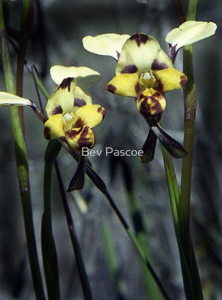 greeting home at card print a Little Orchids Area, Western Native