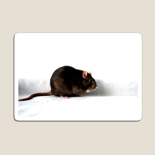 Rat Magnet