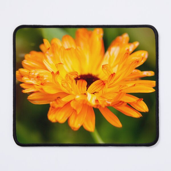 Item preview, Orange Marigold designed and sold by JeanKellyPhoto.