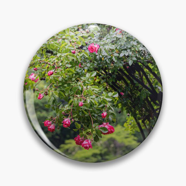 Item preview, The Rose Arch — Pink Climbing Roses on Black Iron designed and sold by Rabee Khalil Photography.