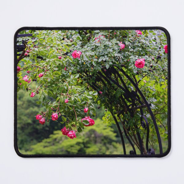 Item preview, The Rose Arch — Pink Climbing Roses on Black Iron designed and sold by Rabee Khalil Photography.