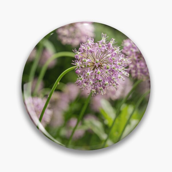 Item preview, Purple Globes — Allium Garden in Soft Focus designed and sold by Rabee Khalil Photography.