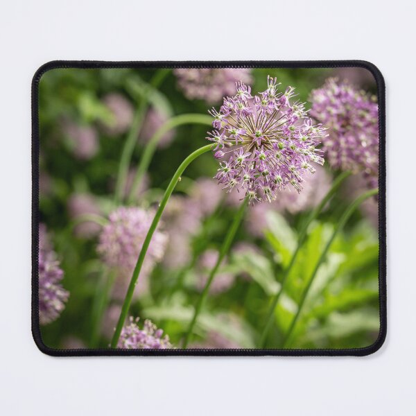 Item preview, Purple Globes — Allium Garden in Soft Focus designed and sold by Rabee Khalil Photography.