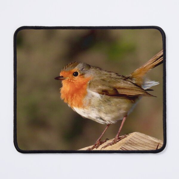 Item preview, Beautiful Robin small bird designed and sold by Ribster13.