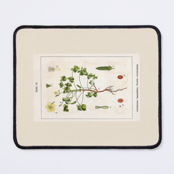 Item preview, Oxalis corniculata by Jacob Sturm designed and sold by Amanda1775.