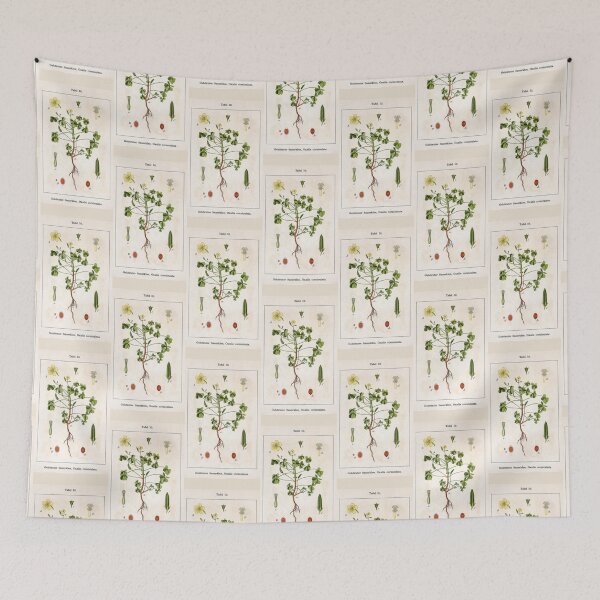 Item preview, Oxalis corniculata by Jacob Sturm designed and sold by Amanda1775.